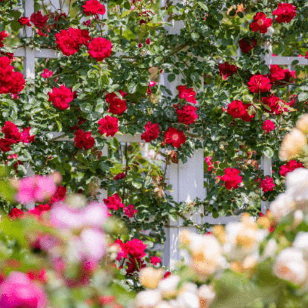 白い壁に赤いバラ