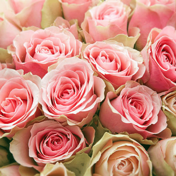 ピンクのバラの花束