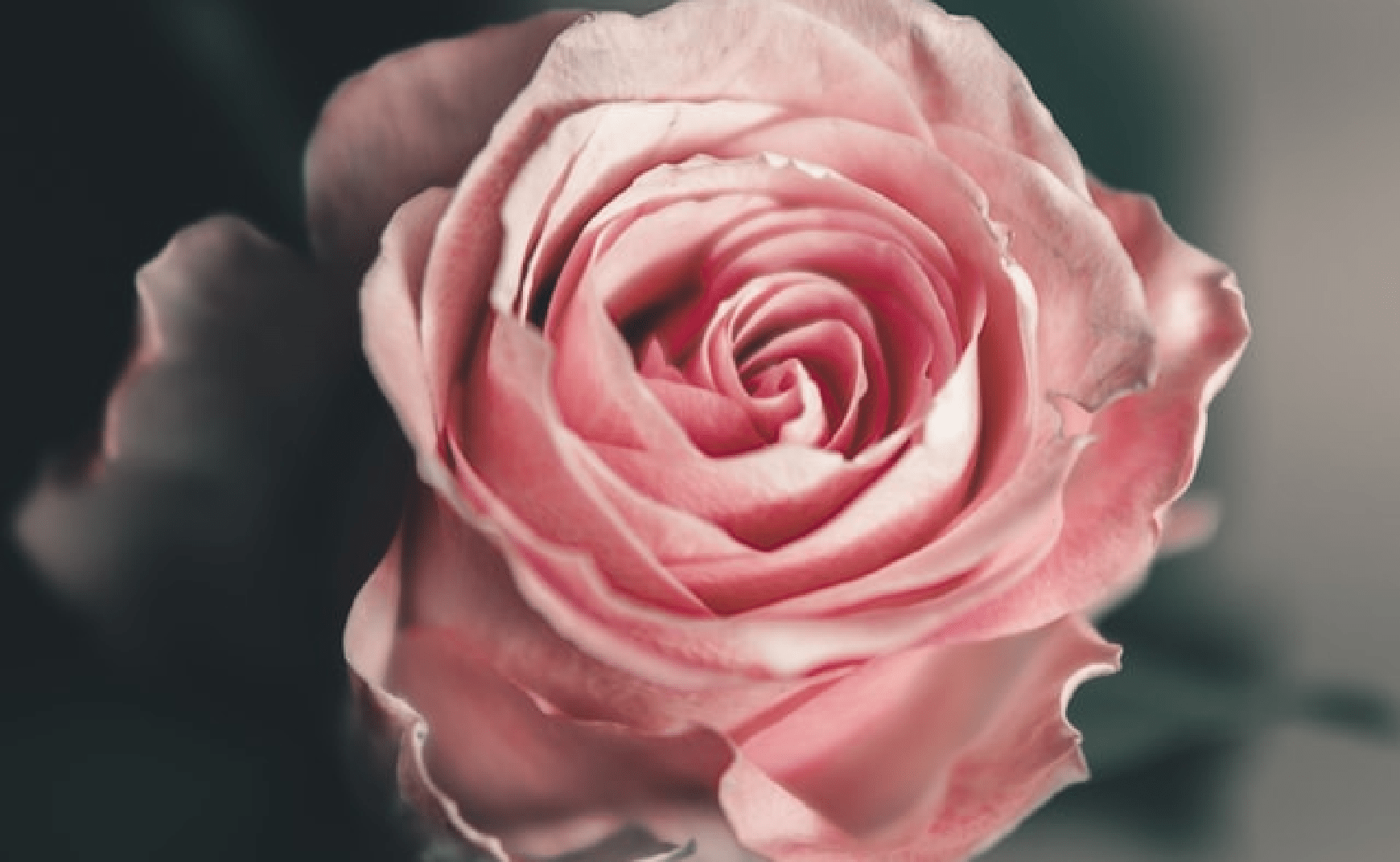 薄いピンクのバラ1輪